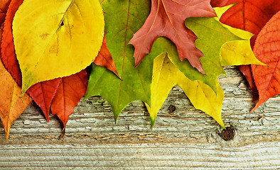 Image showing Frame of Autumn Leafs