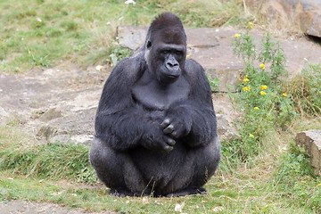 Image showing Silver backed male Gorilla