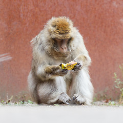 Image showing Barbary Macaque (Macaca sylvanus)