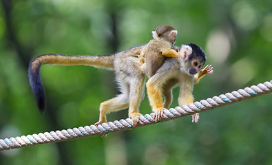 Image showing Small common squirrel monkeys (Saimiri sciureus)