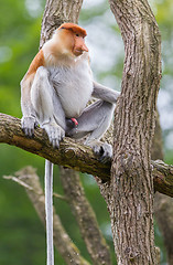 Image showing Proboscis monkey in a tree