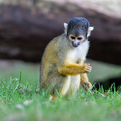 Image showing Small common squirrel monkeys (Saimiri sciureus)