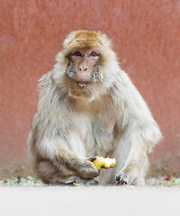 Image showing Barbary Macaque (Macaca sylvanus)