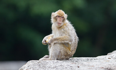 Image showing Barbary Macaque (Macaca sylvanus)