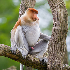 Image showing Proboscis monkey in a tree