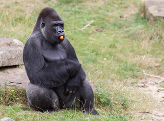 Image showing Silver backed male Gorilla