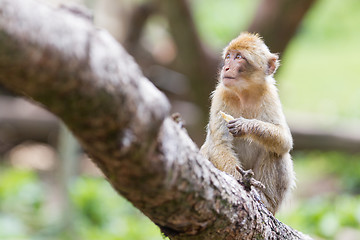 Image showing Barbary Macaque (Macaca sylvanus)