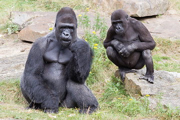 Image showing Silver backed male Gorilla