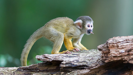 Image showing Small common squirrel monkeys (Saimiri sciureus)