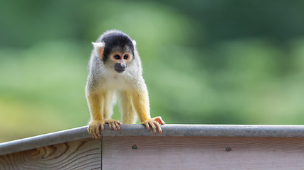 Image showing Small common squirrel monkeys (Saimiri sciureus)