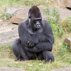 Image showing Silver backed male Gorilla