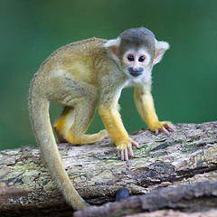 Image showing Small common squirrel monkeys (Saimiri sciureus)