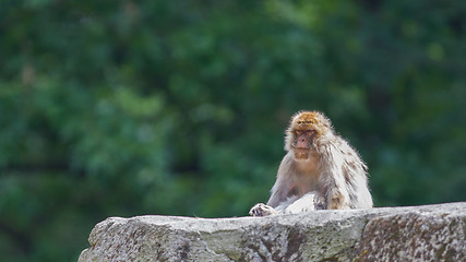 Image showing Grumpy Barbary Macaque (Macaca sylvanus)