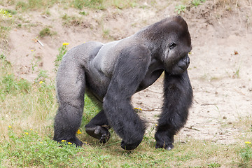 Image showing Silver backed male Gorilla