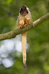 Image showing Small common squirrel monkeys (Saimiri sciureus)