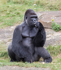 Image showing Silver backed male Gorilla