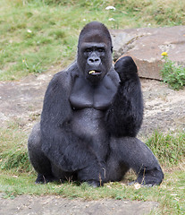 Image showing Silver backed male Gorilla