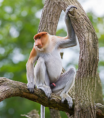 Image showing Proboscis monkey in a tree