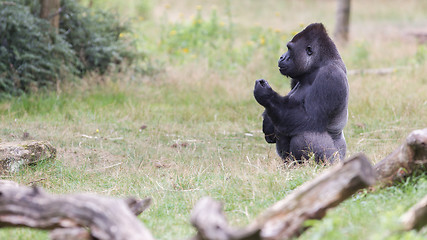 Image showing Silver backed male Gorilla