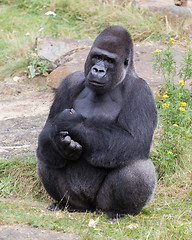 Image showing Silver backed male Gorilla