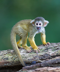 Image showing Small common squirrel monkeys (Saimiri sciureus)