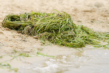 Image showing pile of seaweed on the shore river