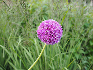 Image showing Purple Allium flower