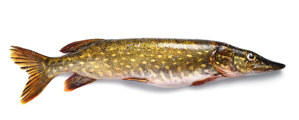 Image showing raw pike fish