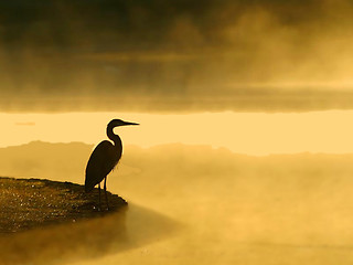 Image showing Heron