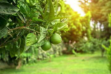 Image showing Lime tree