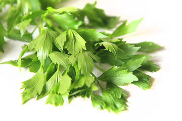 Image showing lovage plant