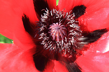 Image showing poppy flower