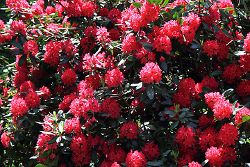 Image showing rhododendron as very nice flower background