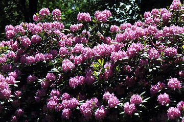 Image showing rhododendron as very nice flower background