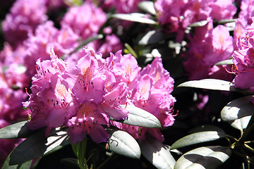 Image showing rhododendron as very nice flower background