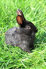 Image showing black rabbit in grass