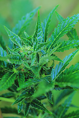 Image showing marijuana plant 