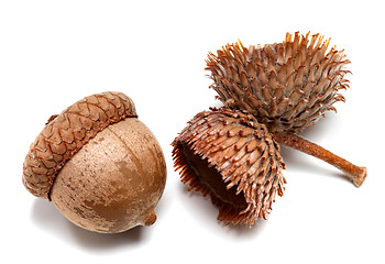 Image showing Autumn acorns on white background