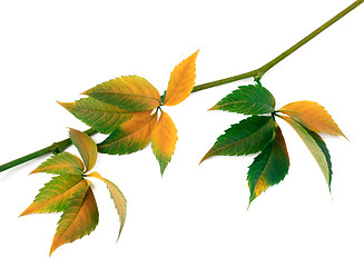 Image showing Multicolor autumn twig of grapes leaves, parthenocissus quinquef