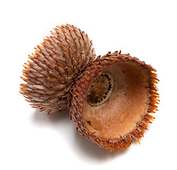 Image showing Empty autumn acorn hat on white background