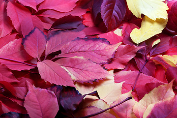 Image showing Background of multicolor autumn virginia creeper leaves