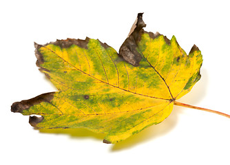 Image showing Dried multicolor autumn maple-leaf on white background