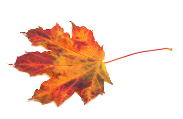 Image showing Red autumn maple-leaf