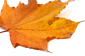 Image showing Dried autumn maple-leaf isolated on white background