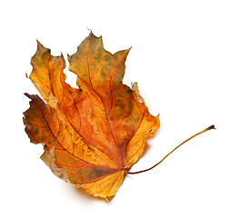 Image showing Dry autumn maple leaf