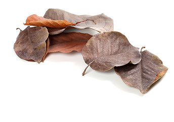 Image showing Dry autumn magnolia leaves