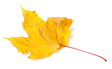 Image showing Yellow dried autumn maple-leaf