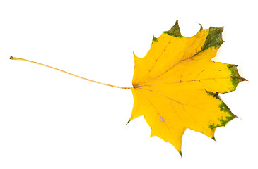 Image showing Yellowed autumn maple leaf. Top view.