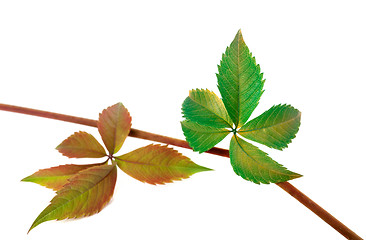 Image showing Multicolor autumn twig of grapes leaves