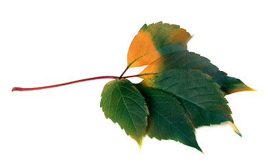 Image showing Multicolor virginia creeper leaf (Parthenocissus quinquefolia fo